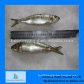 Supply canned use best fresh frozen sardine in sale